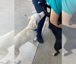 Small #3 Labrador Retriever Mix