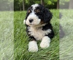Puppy Cooper Bernedoodle (Miniature)