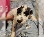 Small #5 Mutt