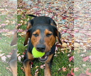Doberman Pinscher-Unknown Mix Dogs for adoption in Buffalo, MN, USA