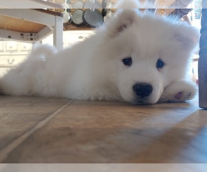 Samoyed Puppy for sale in NEWBURG, MO, USA