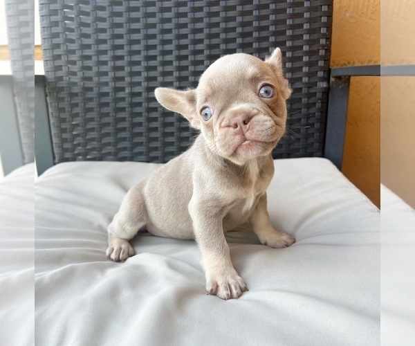 Medium Photo #2 French Bulldog Puppy For Sale in HOMESTEAD, FL, USA