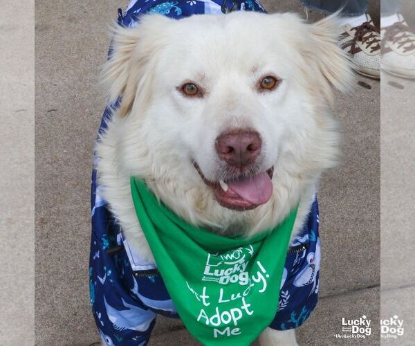 Medium Photo #6 Great Pyrenees-Retriever  Mix Puppy For Sale in Washington, DC, USA
