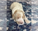 Small Photo #22 Labradoodle Puppy For Sale in MIFFLINBURG, PA, USA