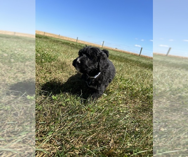 Medium Photo #3 Bernedoodle Puppy For Sale in SEYMOUR, IN, USA