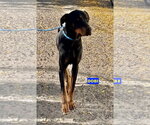 DOBI - Male Rotterman Dog for Adoption - Small photo
