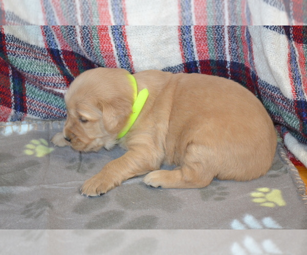 Medium Photo #20 Golden Retriever Puppy For Sale in OWEN, WI, USA