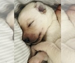 Image preview for Ad Listing. Nickname: Lange Pups