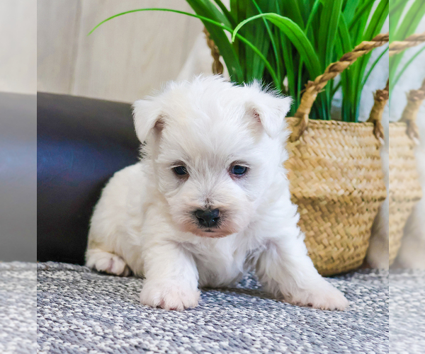 Medium Photo #2 West Highland White Terrier Puppy For Sale in SYRACUSE, IN, USA
