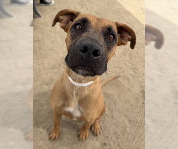 Medium Photo #1 Boxer Puppy For Sale in Bakersfield, CA, USA