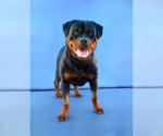 Small #1 Rottweiler