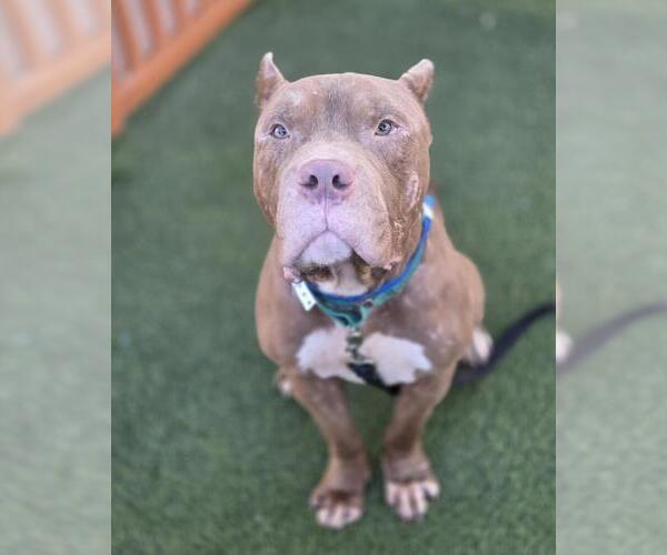 Medium Photo #1 American Staffordshire Terrier-Unknown Mix Puppy For Sale in Las Vegas, NV, USA