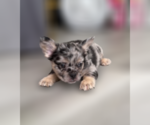 Small #7 French Bulldog