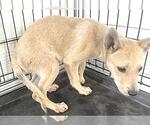 Small #1 Labrador Retriever Mix