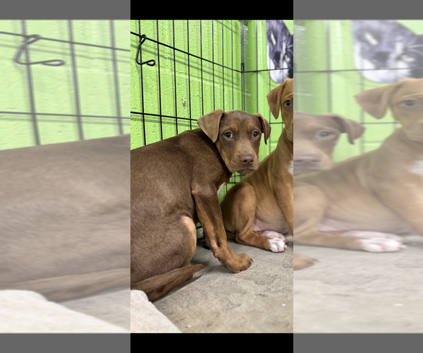 Medium Photo #3 Mutt Puppy For Sale in Elmsford, NY, USA