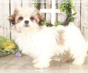 Zuchon Puppy for sale in MOUNT VERNON, OH, USA