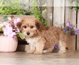 Yorkshire Terrier Puppy for sale in MOUNT VERNON, OH, USA