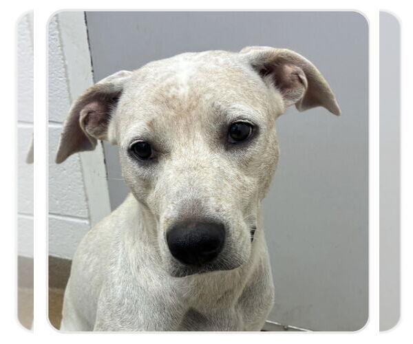Medium Photo #5 Labrador Retriever-Unknown Mix Puppy For Sale in Rockaway, NJ, USA