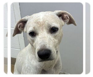 Labrador Retriever-Unknown Mix Dogs for adoption in Rockaway, NJ, USA