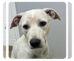 Small #4 Labrador Retriever Mix