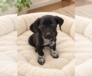 Mutt Dogs for adoption in MIDWAY, UT, USA