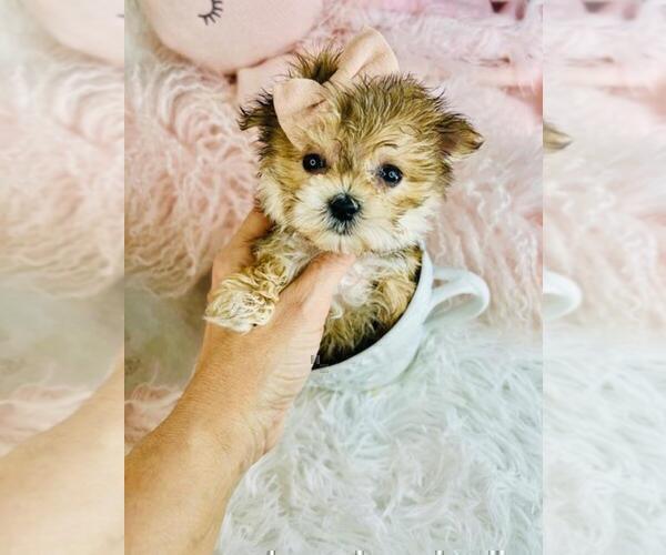 Medium Photo #4 Morkie Puppy For Sale in THONOTOSASSA, FL, USA
