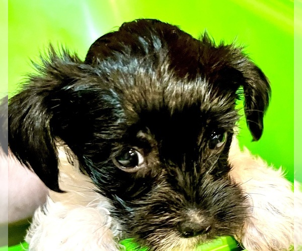Medium Photo #1 Yorkillon Puppy For Sale in BOONEVILLE, MS, USA