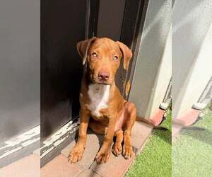 American Staffordshire Terrier-Vizsla Mix Dogs for adoption in Cave Creek, AZ, USA