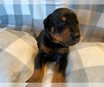 Small Photo #12 Doberman Pinscher Puppy For Sale in PLYMOUTH, MA, USA