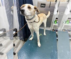 Labrador Retriever-Unknown Mix Dogs for adoption in Mobile, AL, USA