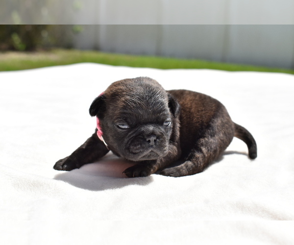 Medium Photo #4 Pug Puppy For Sale in PALM COAST, FL, USA