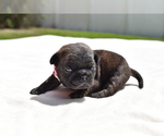 Small #3 Pug
