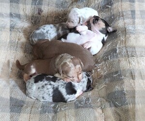 Chiweenie Litter for sale in CAMANO ISLAND, WA, USA