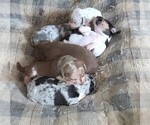 Small Chiweenie