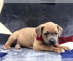 Small Photo #6 Cane Corso Puppy For Sale in CLAY, PA, USA