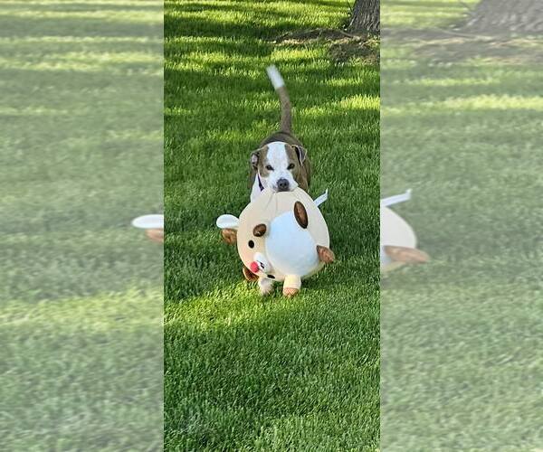Medium Photo #9 Mutt Puppy For Sale in Crete, IL, USA