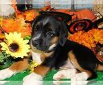 Small Photo #3 Raggle Puppy For Sale in HAMMOND, IN, USA