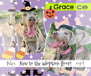 Labrador Retriever Dogs for adoption in Jackson , NJ, USA