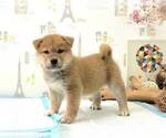 Small Photo #3 Shiba Inu Puppy For Sale in RENO, NV, USA