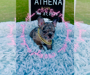French Bulldog Puppy for sale in ATHENS, GA, USA