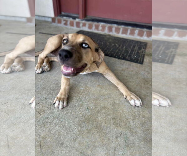 Medium Photo #2 Catahoula Leopard Dog-Unknown Mix Puppy For Sale in Ponchatoula , LA, USA
