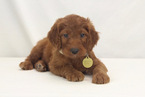 Small Photo #6 Goldendoodle Puppy For Sale in WOLCOTT, IN, USA