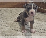 Puppy Pup 1 American Bully