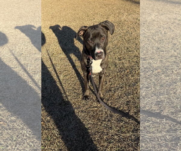 Medium Photo #7 Mutt Puppy For Sale in Rockaway, NJ, USA