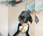 Small Plott Hound Mix