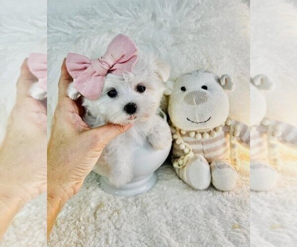 Medium Photo #14 Maltese Puppy For Sale in WEST PALM BEACH, FL, USA
