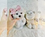 Small #13 Maltese