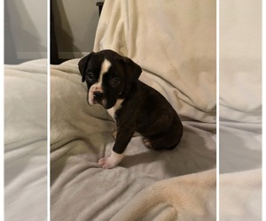 Boxer Puppy for sale in CLAREMORE, OK, USA
