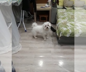 Maltese Dogs for adoption in BROOKLYN, NY, USA