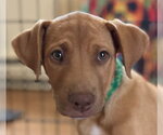 Ray Allen - Male Mutt Dog for Adoption - Small photo